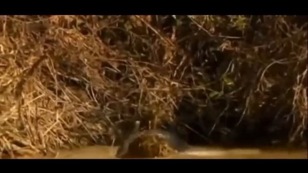 Как ягуар сожрал крокодила.