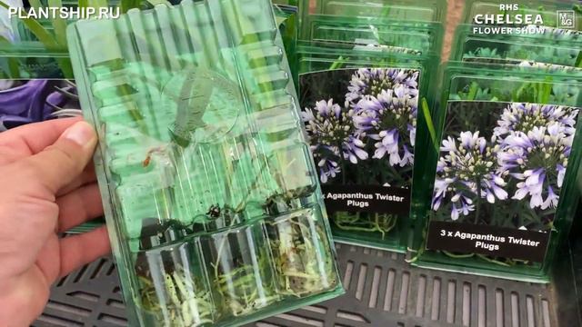 CHELSEA FLOWER SHOW🇬🇧 Часть 6 смотреть онлайн