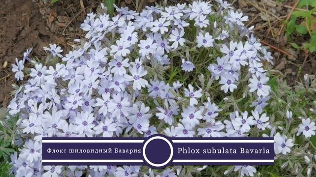 У вас растут такие цветы? Посадите-не пожалеете! Красивые многолетние растения в моем саду в мае. смотреть онлайн