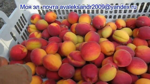 13 10 22г  Семена подмосковных абрикосов почтой
