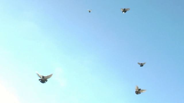 НИКОЛАЕВСКИЕ ГОЛУБИ./pigeons/ БАБОЧКА (осень2021 часть2) . С Новым Годом голубятники! смотреть онлайн