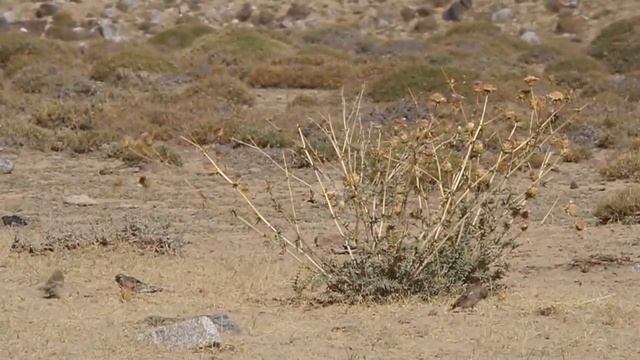 Twite / Горная чечётка / Linaria flavirostris смотреть онлайн