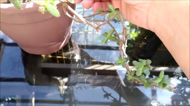 Berçario da echeveria matalica e delosperma echinatum: a novidade. смотреть онлайн