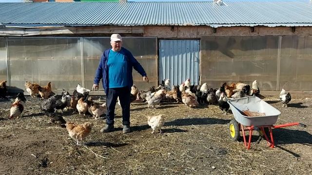 Куры, фавероль лососевая и улучшенные местные мясояичные куры (часть 3) смотреть онлайн