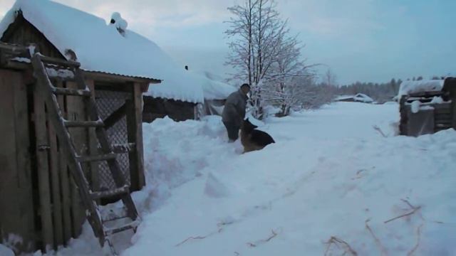 Овчарка прыгает смотреть онлайн