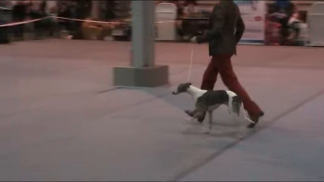 15.11.15 Дельта-Пал, Лучший Ветеран смотреть онлайн