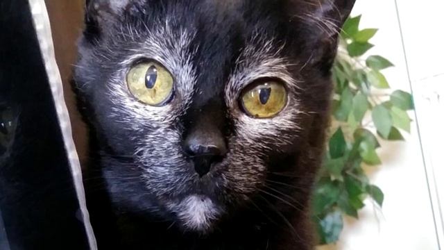 У чёрной кошки вдруг начали расти белые волосы, выяснив причину хозяин застыл на месте смотреть онлайн