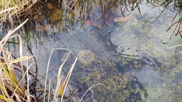 Одиночный поход по Гербикану. Казанка+болотоход, рыбалка, палатка с целофана, большая но лёгкая печ смотреть онлайн