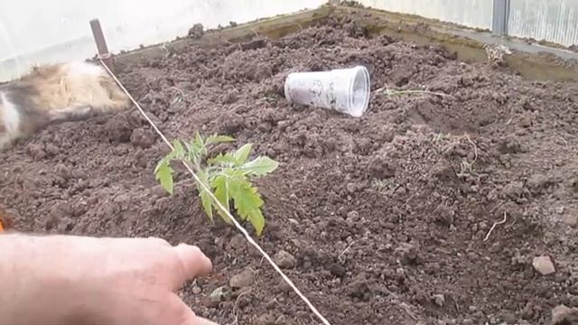 Посадка помидор смотреть онлайн