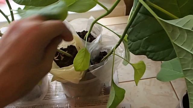 Выращивание рассады.Моя подросшая  рассада перцев и баклажанов.