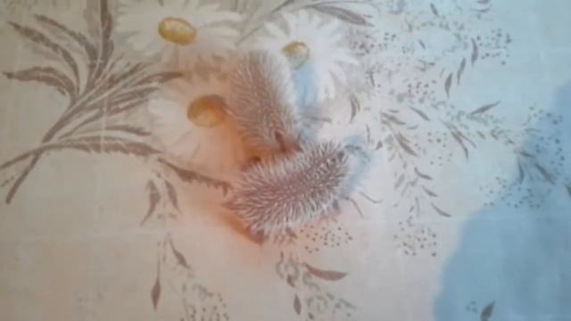 Почему они пищат(родились не двно 4 дня назад ёжики)