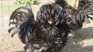 ПОРОДА КУР -ПАДУАН