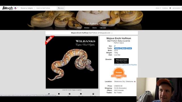 Huffman Ball Python Morph Combos | Jack's Reptiles смотреть онлайн