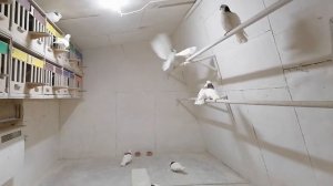 Ижевские высоколётные голуби 27.02.2021.