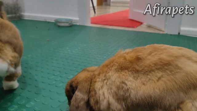 КУПИЛИ ДОМИК ДЛЯ КРОЛИКОВ смотреть онлайн