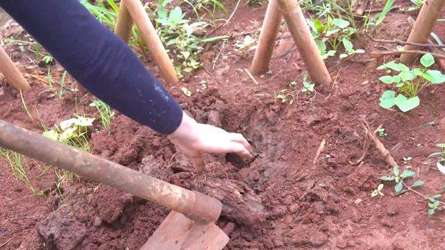 Harvest Grapefruit And Lemon Going To Market To Sell Lucia Daily Life