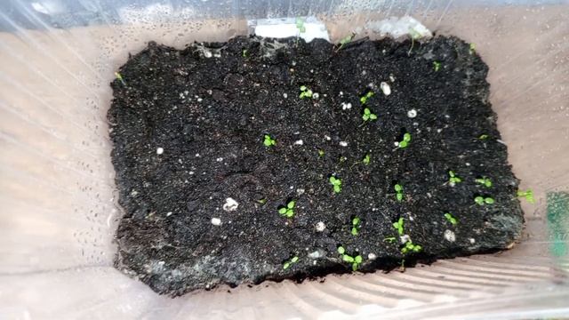 что растет на окошке 29.01.2024 имбирь, ревень, клубника и земляника, голубика и примула смотреть онлайн