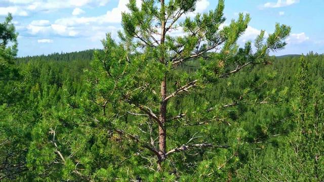 ФИНЛЯНДИЯ.НА ВЕРШИНЕ ГОРЫ ОРАВИВУОРИ/FINLAND. ON THE TOP OF MOUNTAIN ORAVIVUORI/ смотреть онлайн
