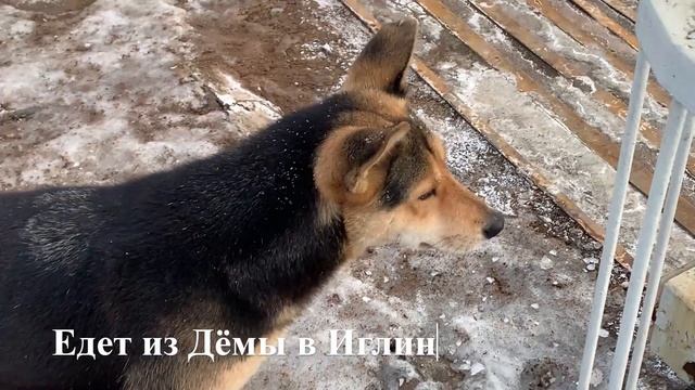 ПРАВАЯ БЕЛАЯ / Рай уфимских националистов / Собаки смотрят на ЭС2Г смотреть онлайн