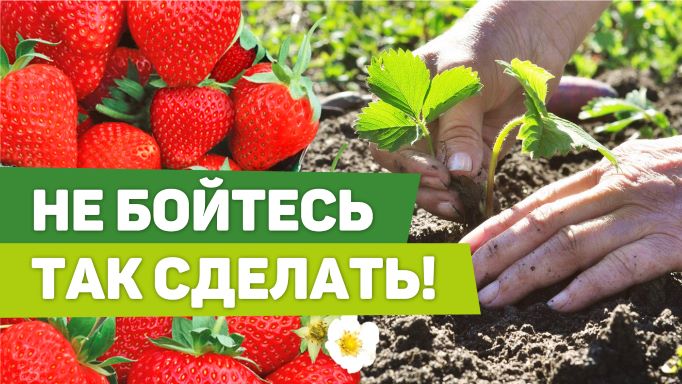 КЛУБНИКА Высадка осенью и подготовка к зиме смотреть онлайн