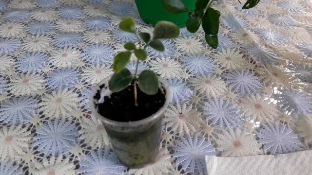 #Комнатныерастения. Мурайя комнатная аромотерапевт восточных императоров☘☘☘ смотреть онлайн