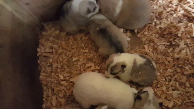 Щенки западносибирских лаек Рыча + Север вл. Беловой смотреть онлайн