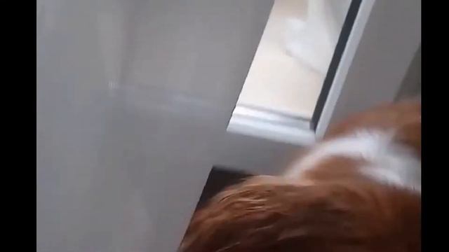 КАВАЛЕР-КИНГ-ЧАРЛЬЗ СПАНИЕЛЬ/ФАКТЫ О Породе ?? смотреть онлайн