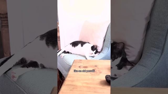 Kitty Soap Opera: Chapter 23... смотреть онлайн