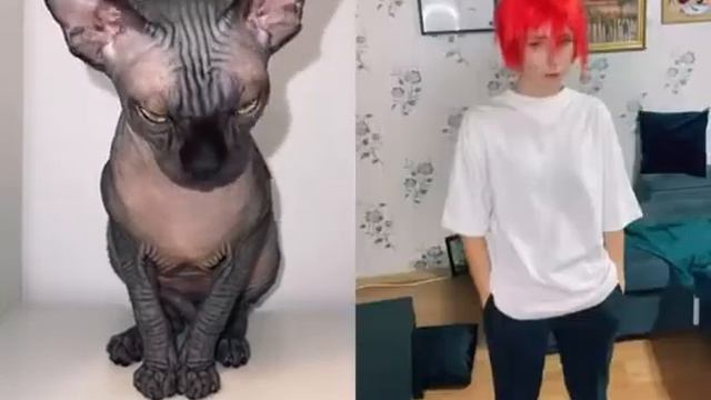 Лысая кошка Сфинкс в tik tok смотреть онлайн
