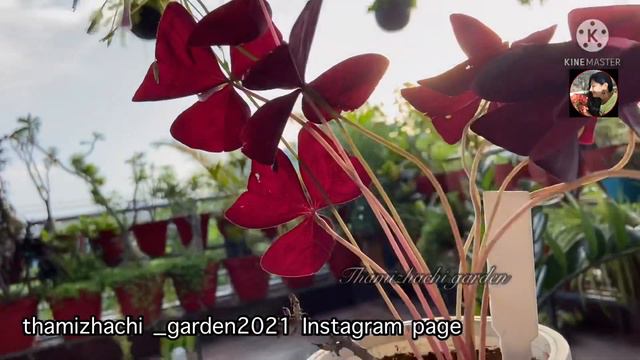 💜இரவு நேரத்தில் என் தோட்டத்தின் அழகு 💜/ Oxalis Triangularis Night View / Gardening Tips in Tamil смотреть онлайн