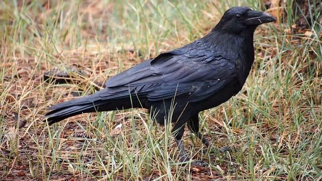 Интересные факты про ворон(Interesting facts about crows). смотреть онлайн