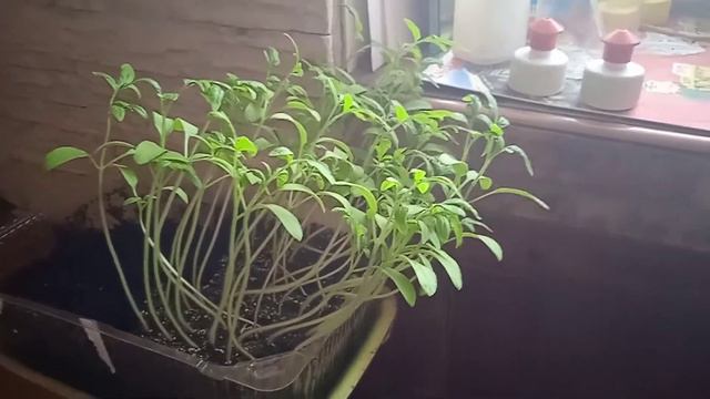 РАССАДА ТОМАТОВ ВЫТЯНУЛАСЬ И ПОСЛЕ ПИКИРОВКИ ПОГИБАЕТ! КАК СПАСТИ РАССАДУ? смотреть онлайн