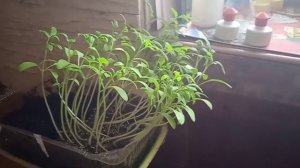 РАССАДА ТОМАТОВ ВЫТЯНУЛАСЬ И ПОСЛЕ ПИКИРОВКИ ПОГИБАЕТ! КАК СПАСТИ РАССАДУ?