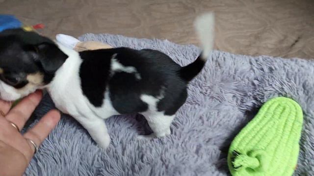 купить щенка 🐕 чихуахуа Милашка Елисеевна продажа питомник Кастропуло +79787458062 viber WhatsApp смотреть онлайн
