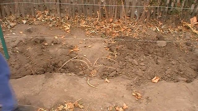 Как укрыть виноград на зиму. Третий год (3 год). Трехлетний виноград смотреть онлайн