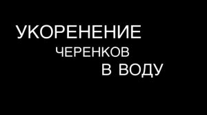 СИНГОНИУМ размножение