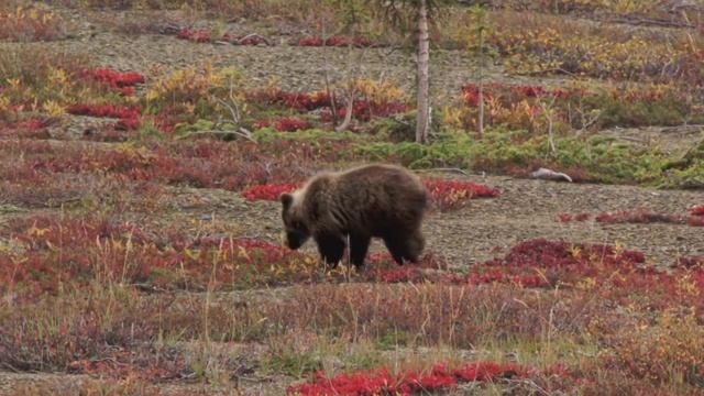 Yukon's Wild Grizzlies | Knowledge Network смотреть онлайн
