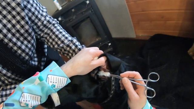 Чистка ушей собаке с лосьоном. смотреть онлайн