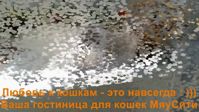 гостиница для кошек Мяусити Бася смотреть онлайн