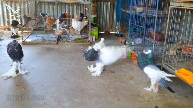 Pairing - Brown Hen and Blue Bar - World Unique Amazing Pigeon Farm - Pouter Pigeon смотреть онлайн