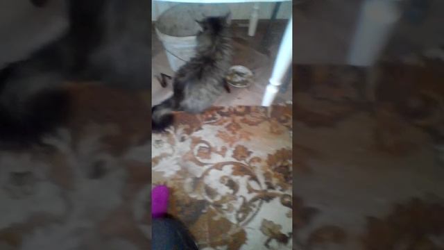 Как испортить аппетит коту смотреть онлайн