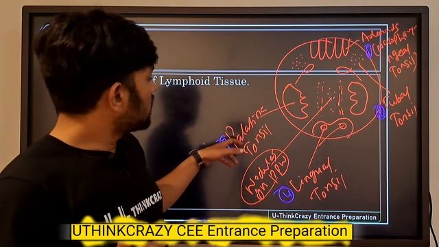 Digestive System - 05 ●Pharynx & Histology of GIT CEE / NEB U-THINKCRAZY CEE смотреть онлайн