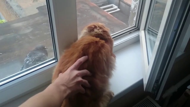 Кот сломался смотреть онлайн