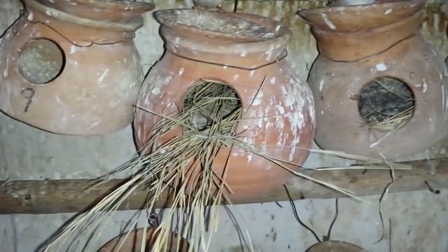 Finches Breeding Colony beautiful Setup Example in Urdu/Hindi. смотреть онлайн