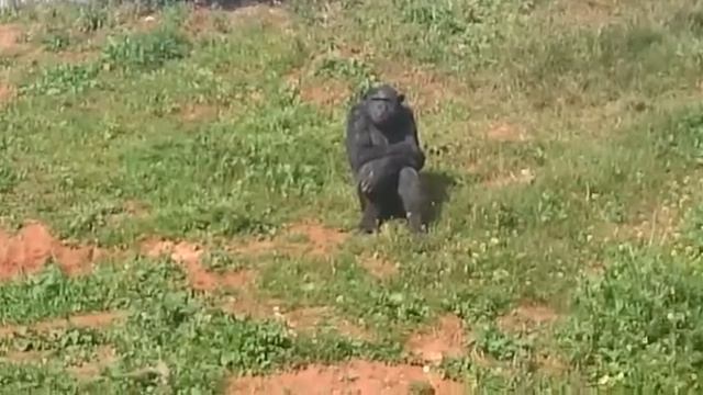 Шимпанзе в печали смотреть онлайн