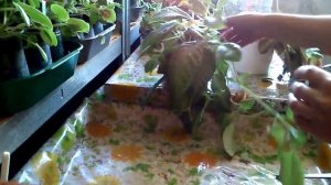 Размножение эписции столонами (усами) в домашних условиях