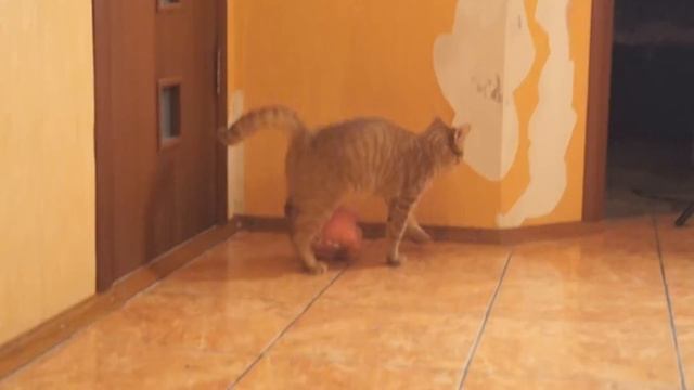 Мой кот СНОВА пытается меня убить! :O смотреть онлайн