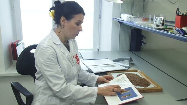 Чем опасен горчак ползучий? смотреть онлайн