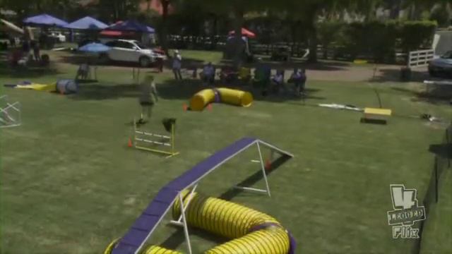 Sprint - Sun Excellent Standard - Papillon Club of SC AKC - July 2010.mov смотреть онлайн