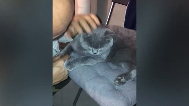 В память погибшего друга, кота Симба смотреть онлайн
